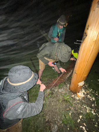 MAIBAUM UMSCHNEIDEN - Lara
